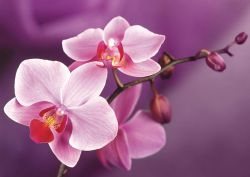  "Ветвь орхидеи" Ag 4634  (Гранни)