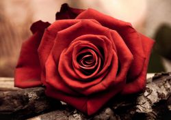  "Красная роза" Ag 4631  (Гранни)