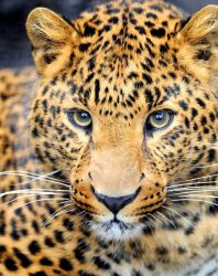 "Леопард" Ag 462  (Гранни)