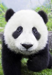 "Любопытная панда" Ag 486  (Гранни)