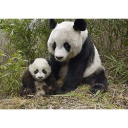 Мама панда Ag 432