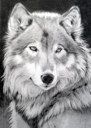 Ag 545 Алмазная мозаика Гранни "Серый волк"