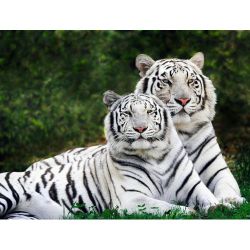 Ag408 Влюбленные тигры (Гранни)